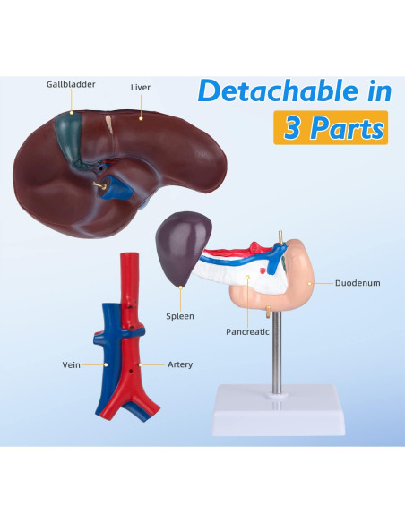 Modelo Anatómico de Hígado Humano Faruijie 18.5x16.8 cm