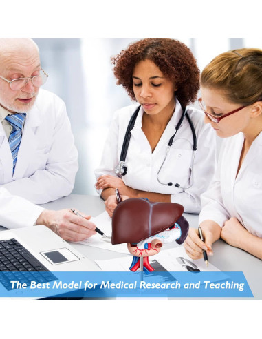 Modelo Anatómico de Hígado Humano Faruijie 18.5x16.8 cm