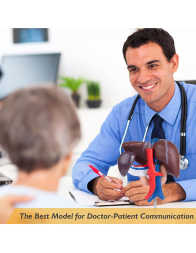 Modelo Anatómico de Hígado Humano Faruijie 18.5x16.8 cm