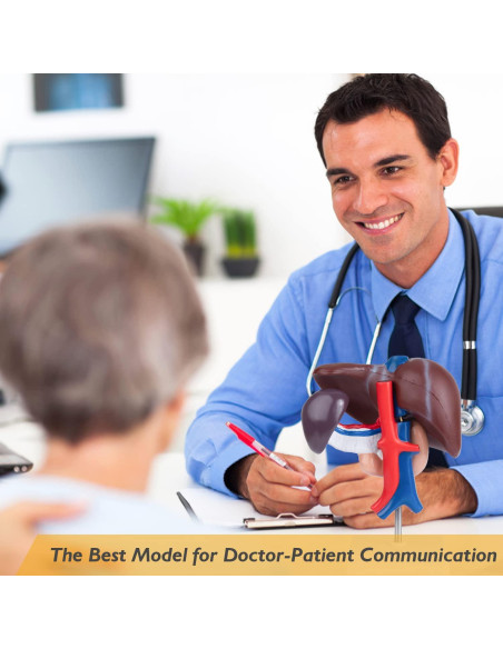 Modelo Anatómico de Hígado Humano Faruijie 18.5x16.8 cm