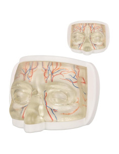 Modelo de Inyección Ocular Transparente PER4MANCE - TPE