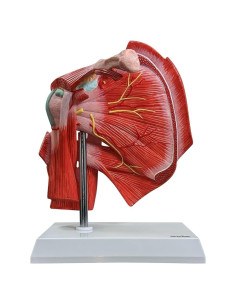 Modelo Anatómico Articulación Hombro Musculoso Axis A-105872