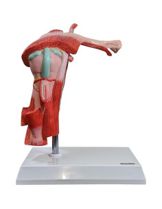 Modelo Anatómico Articulación Hombro Musculoso Axis A-105872 2