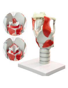 Modelo Laringeo 3X MediTrainer - Cartílago para Entrenamiento