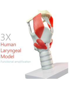 Modelo Laringeo 3X MediTrainer - Cartílago para Entrenamiento 2