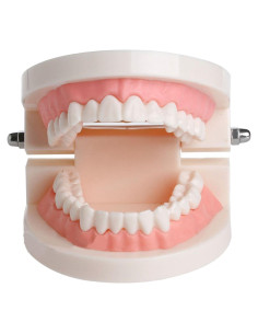 Modelo de Enseñanza Dental Mishiner para Niños - Dientes y Encías