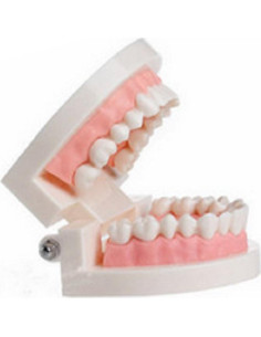 Modelo de Enseñanza Dental Mishiner para Niños - Dientes y Encías 2