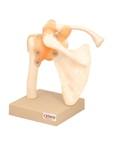 Modelo Articulación del Hombro Humano Eisco 17.78cm