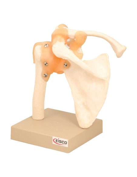 Modelo Articulación del Hombro Humano Eisco 17.78cm