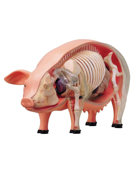 Modelo de Anatomía de Cerdo 4D TEDCO 26102 - Juguete Educativo