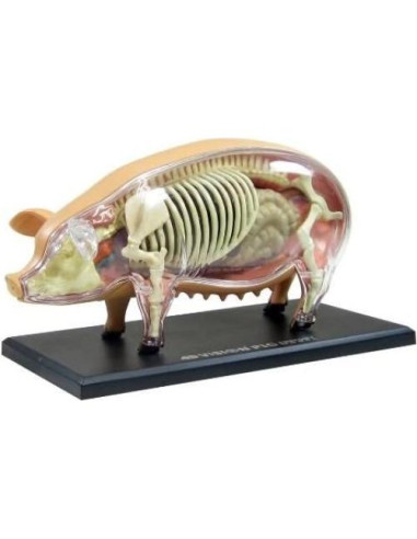 Modelo de Anatomía de Cerdo 4D TEDCO 26102 - Juguete Educativo