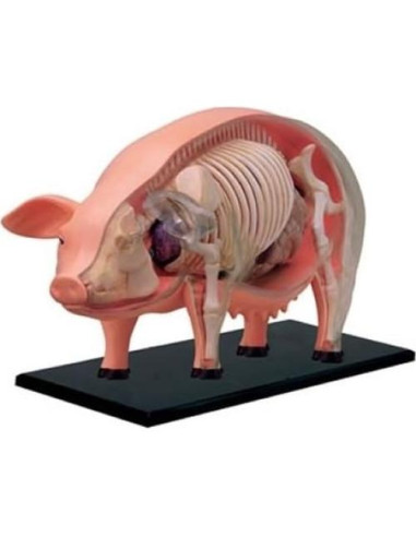 Modelo de Anatomía de Cerdo 4D TEDCO 26102 - Juguete Educativo