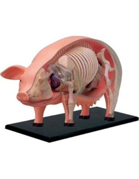Modelo de Anatomía de Cerdo 4D TEDCO 26102 - Juguete Educativo