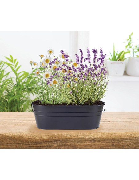 Kit de Jardín Zen Buzzy - Semillas de Manzanilla y Lavanda