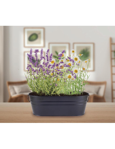 Kit de Jardín Zen Buzzy - Semillas de Manzanilla y Lavanda