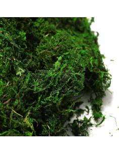 Musgo Conservado Byher 92926 Verde Fresco 450 g 2