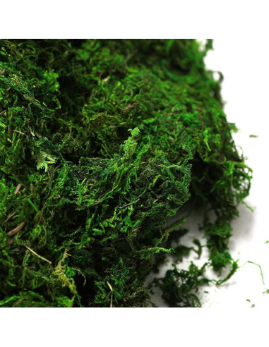 Musgo Conservado Byher 92926 Verde Fresco 450 g