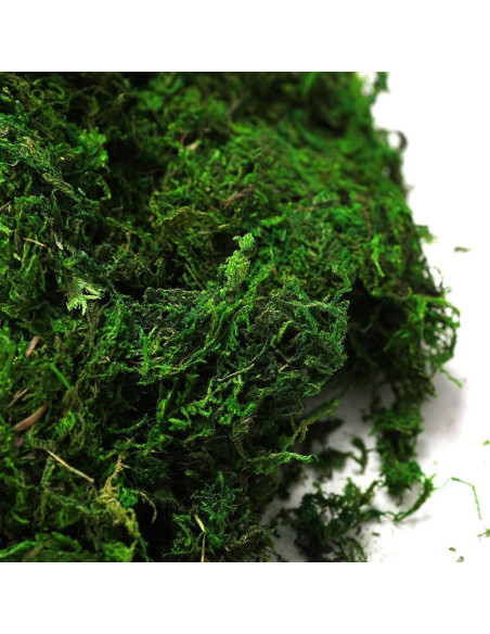 Musgo Conservado Byher 92926 Verde Fresco 450 g