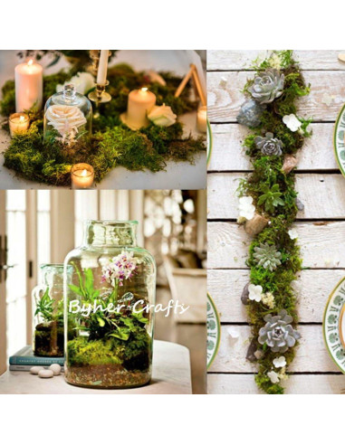 Musgo Conservado Byher 92926 Verde Fresco 450 g