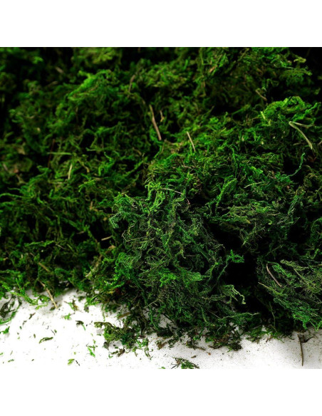 Musgo Conservado Byher 92926 Verde Fresco 450 g