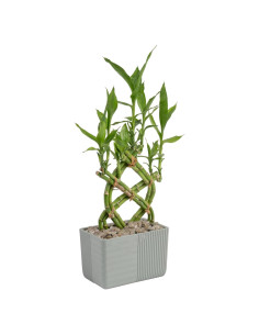 Planta de Bambú de la Suerte Costa Farms 30 cm en Maceta Cerámica