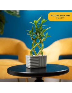 Planta de Bambú de la Suerte Costa Farms 30 cm en Maceta Cerámica 2