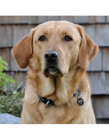 Etiqueta de Identificación para Perros MYLUCKYTAG QR Acero Inoxidable