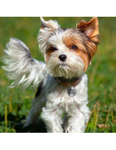 Etiqueta QR para Perro BetterPaw - Acero Inoxidable Personalizable 2