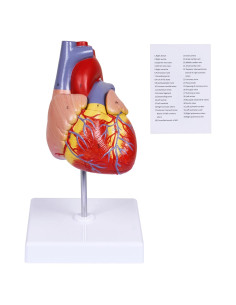 Modelo de Corazón Humano Breesky 2 Partes 34 Detalles