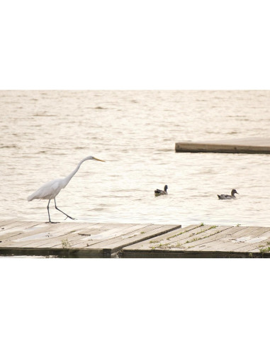 Lente Zoom Sony E 55-210mm F4.5-6.3 OSS Renovado