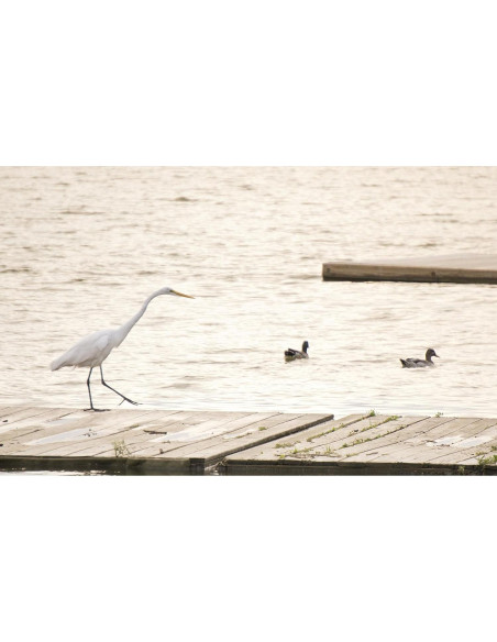 Lente Zoom Sony E 55-210mm F4.5-6.3 OSS Renovado