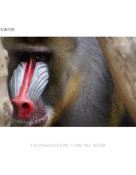 Lente Sony E 55-210mm F4.5-6.3 OSS para Cámaras E (Renovado)