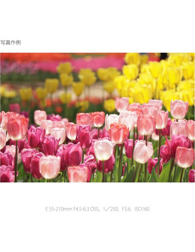 Lente Sony E 55-210mm F4.5-6.3 OSS para Cámaras E (Renovado)