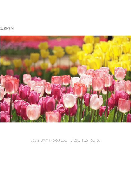 Lente Sony E 55-210mm F4.5-6.3 OSS para Cámaras E (Renovado)