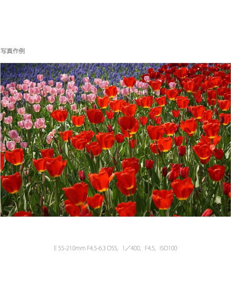 Lente Sony E 55-210mm F4.5-6.3 OSS para Cámaras E (Renovado)