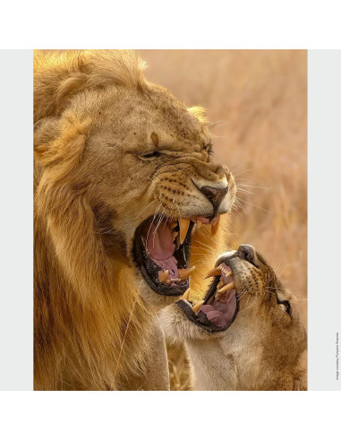 Lente Sony SEL200600G Zoom Super Telefoto 200-600mm 2.10kg