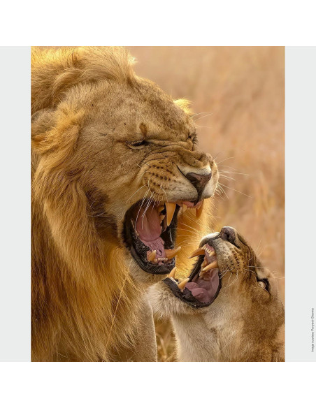 Lente Sony SEL200600G Zoom Super Telefoto 200-600mm 2.10kg