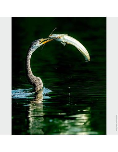 Lente Sony SEL200600G Zoom Super Telefoto 200-600mm 2.10kg