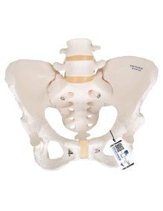 Esqueleto Pélvico Femenino 3B Scientific A61 - Anatomía Inteligente