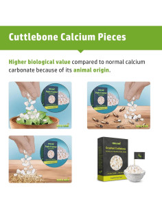 Hueso de Sepia 100% Natural Sepia King 99.22 g - Suplemento de Calcio para Aves, Tortugas y Reptiles 2