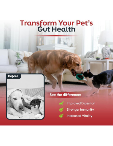 Probióticos para Gatos y Perros Daybreak - 6 Mil Millones CFU