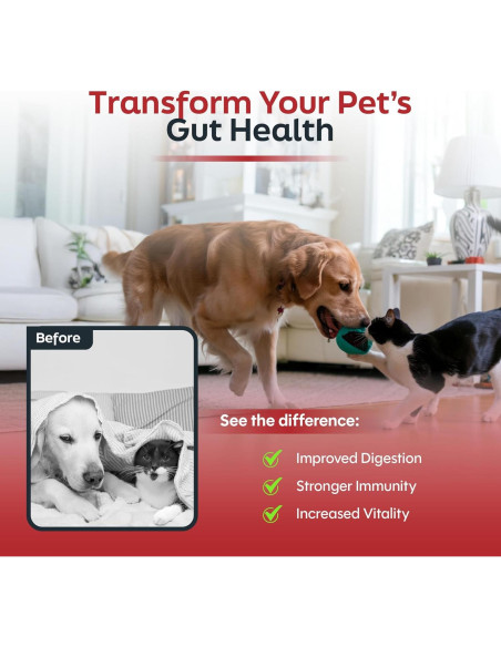 Probióticos para Gatos y Perros Daybreak - 6 Mil Millones CFU