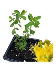 Planta Hierba de San Juan Orgánica Smoke Camp Crafts 6.35 cm