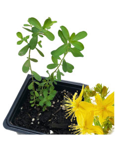 Planta Hierba de San Juan Orgánica Smoke Camp Crafts 6.35 cm 2