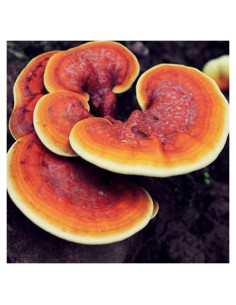 Espora de Grano Hongo Reishi Rojo Liquid Fungi 0.45 kg Orgánico