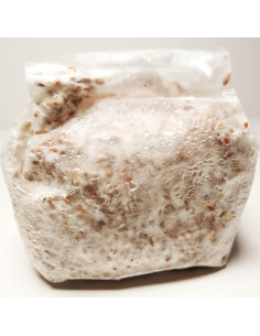 Espora de Grano Hongo Reishi Rojo Liquid Fungi 0.45 kg Orgánico 2