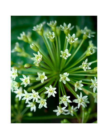 Extracto Líquido de Eleuthero Herb Pharm 118 ml - Energía y Resistencia