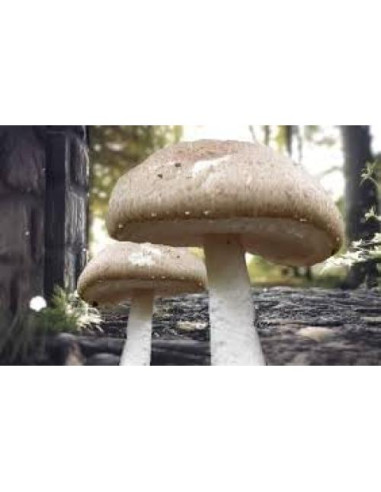 Cultivo de Hongos Portobello Liquid Fungi 0.45 kg - Cultura Líquida