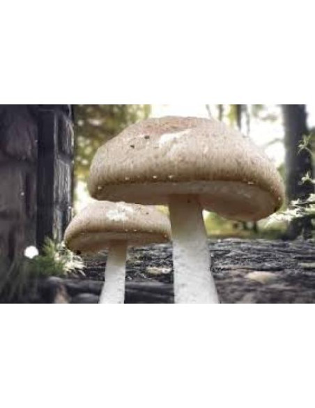 Cultivo de Hongos Portobello Liquid Fungi 0.45 kg - Cultura Líquida