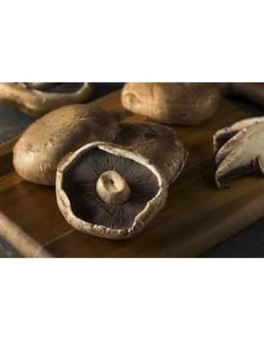 Cultivo de Hongos Portobello Liquid Fungi 0.45 kg - Cultura Líquida